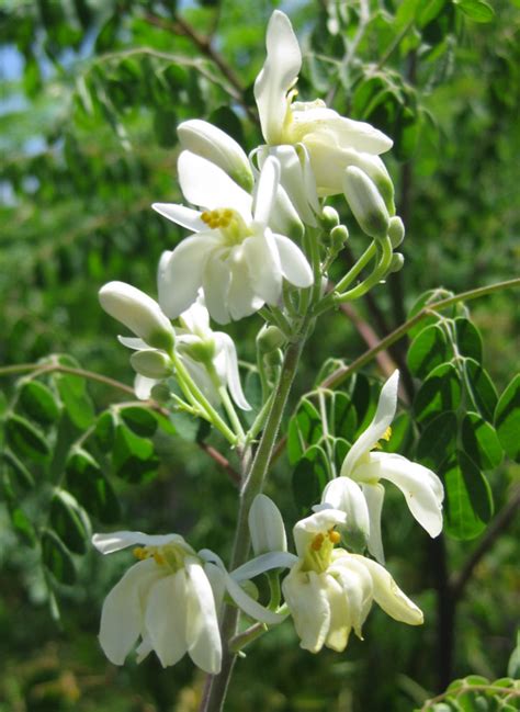 Moringa Flower Benefits For Skin | Best Flower Site