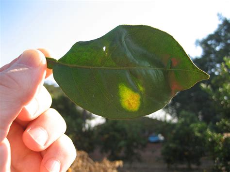 CDFA - Citrus - Citrus variegated chlorosis Pest Profile