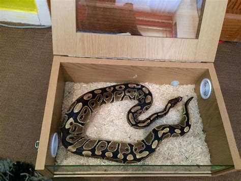 Snake / reptiles small terrarium / vivarium with accessories Oldbury ...