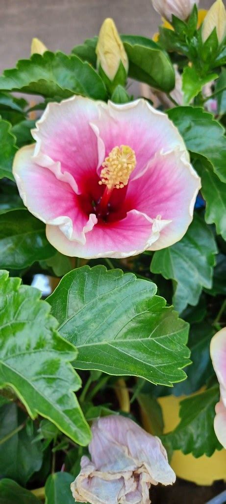 Flower At Lowe's In Holland, Michigan | Lita Sandy | Flickr