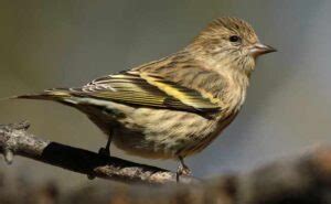 Pine Siskin Song, Call, Diet, Habitat, And Personality