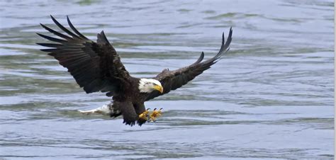 Remarkable Viral Video Shows a Bald Eagle Swimming with Prey in ...