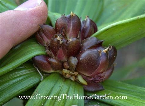 Asiatic Lily Propagation with Bulbils - Growing The Home Garden