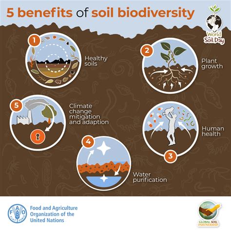 Soil Biodiversity for Healthy Soils and Healthy Lives - IFDC