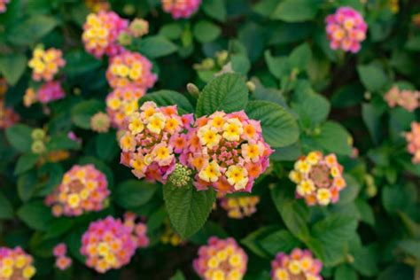 240+ Lantana Varieties Stock Photos, Pictures & Royalty-Free Images - iStock