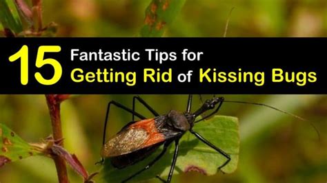 Killing Kissing Bugs - Awesome Tips for Controlling Kissing Bugs