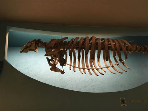 Steller’s Sea Cow Skeleton from the Smithsonian Natural History Mueseum. : Naturewasmetal