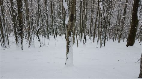3840x2160 / 3840x2160 cold, forest, freeze, nature, snow, snow flakes, snowy, trees, winter ...