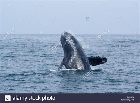 Blue Whale Breaching High Resolution Stock Photography and Images - Alamy