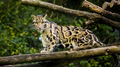 'Extinct' Taiwanese Leopard Spotted For The First Time In Over 30 Years Ago