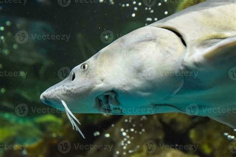 Fish sturgeon swims in the aquarium of oceanarium. Sturgeon fish ...