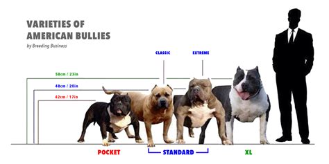 American Bully Vs Pitbull What Is The Difference