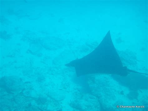 Snorkeling at Lady Elliot Island, Great Barrier Reef | A Complete Guide