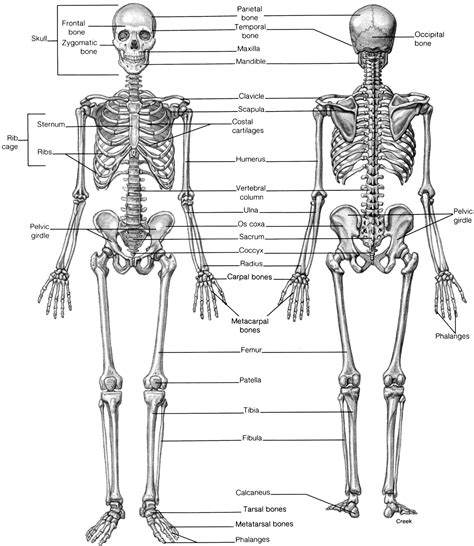 Human Skeleton Drawing at GetDrawings | Free download