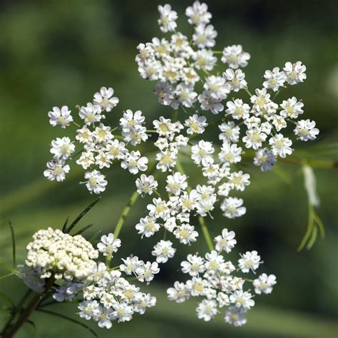 Caraway Seeds And Cuttings: Propagating Caraway Herbs In The Garden