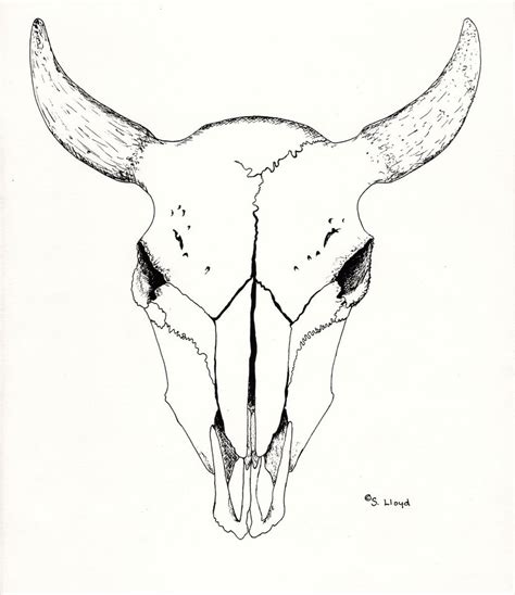 Buffalo Skull Drawing at PaintingValley.com | Explore collection of Buffalo Skull Drawing