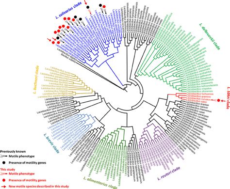 系统发育基因组学（Phylogenomics）的介绍以及实操-CSDN博客