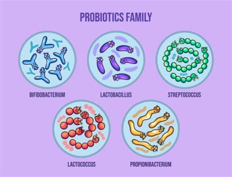 What are the different types of probiotic Strain forms | Vakyalifesciences