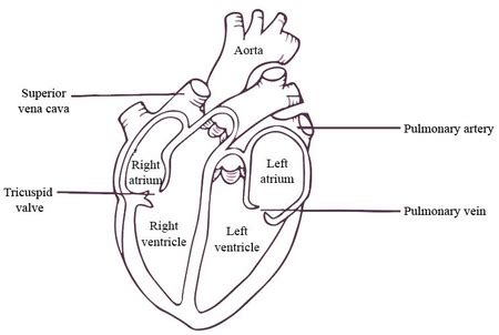 Design a diagram showing all structures of a human heart. | Homework.Study.com