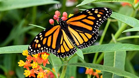 Niagara Falls Butterfly Conservatory | Niagara Falls Tour From Toronto