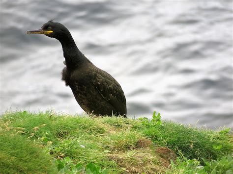 Orkney Wildlife - Learn what to look for and where: Wilderness Scotland