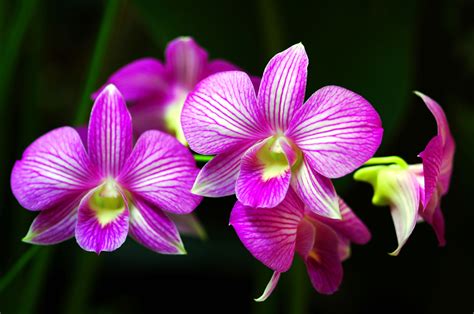 Beautiful orchids, Rainforest flowers, Orchid flower