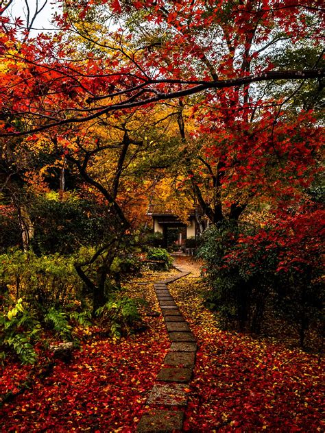 Maple Road by Motoki Inada / 500px | Autumn scenery, Scenery, Autumn in ...