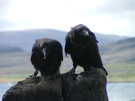 Ravens, Icelandic mythology and folklore | IceNews - Daily News