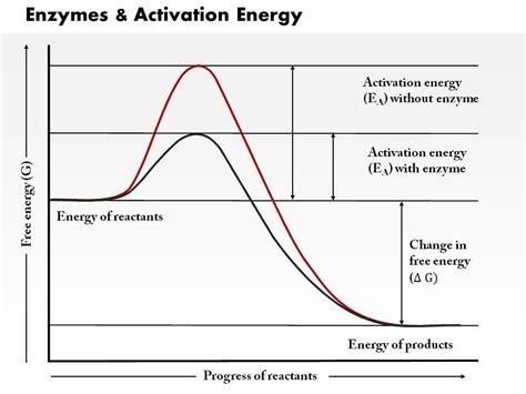 12.) Using graph 1, explain how enzymes work. Include the term activation energy and compare the ...