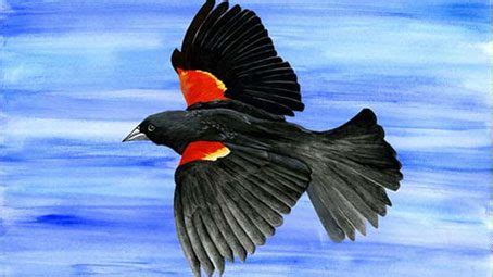 Interpreting Red-winged Blackbird Behavior | All About Birds