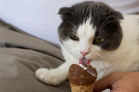 Can Cats Eat Chocolate? | Oakland Veterinary Referral Services