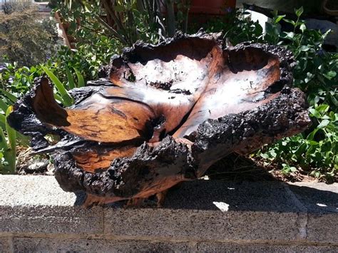 #15 Spalted Oak root burl. Large 24" x 14" by John W. Hoyt Tree Burl, Forest Floor, California ...
