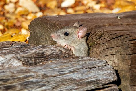 Some Essential Tips When It Comes To Mice Removal - Area Pest Control ...