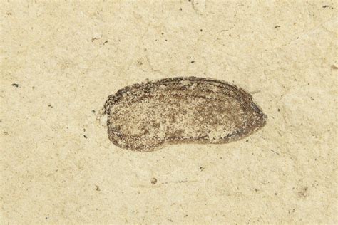 .30" Fossil Beetle (Coleoptera) Elytron - Bois d’Asson, France (#254225) For Sale - FossilEra.com