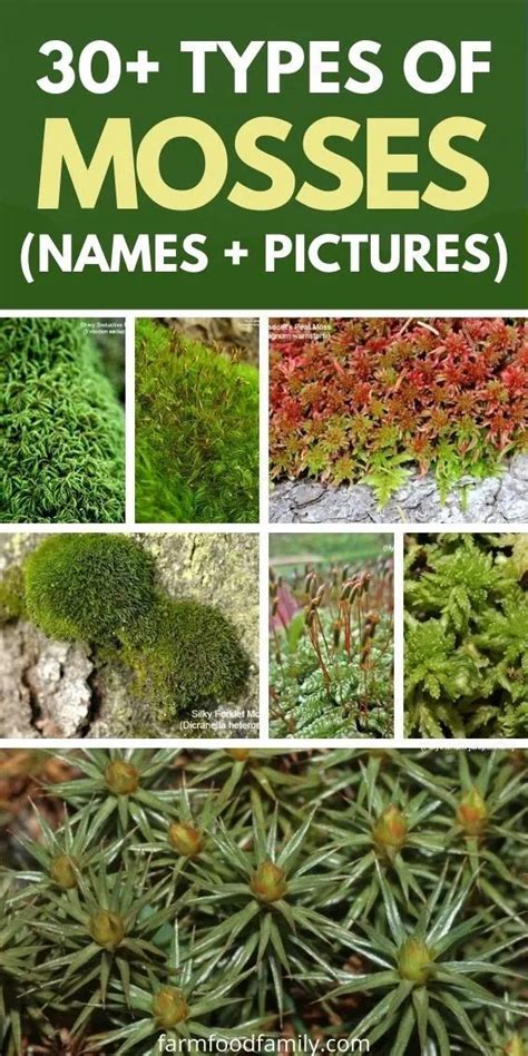 30+ Popular Types Of Mosses With Names, Pictures and Their Uses | Types ...