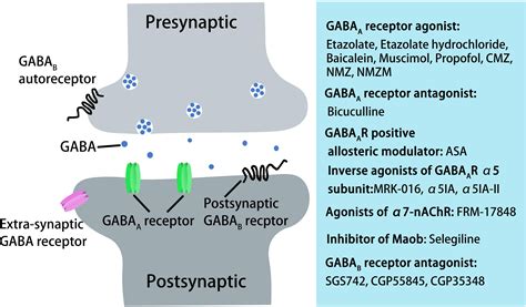 Frontiers | GABAergic Inhibitory Interneuron Deficits in Alzheimer’s Disease: Implications for ...