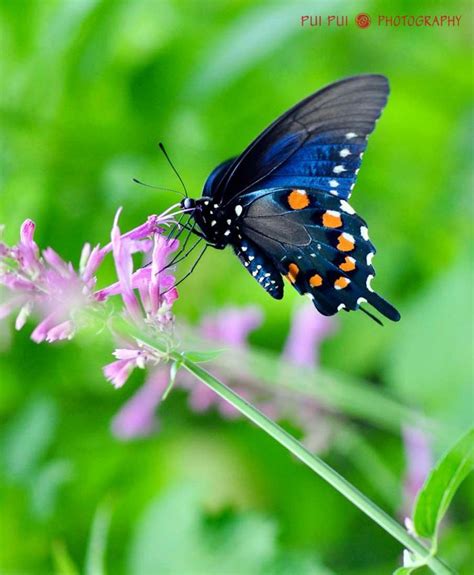 Beauty with wings! | Arte colgante de pared, Arte colgante, Mariposas ...