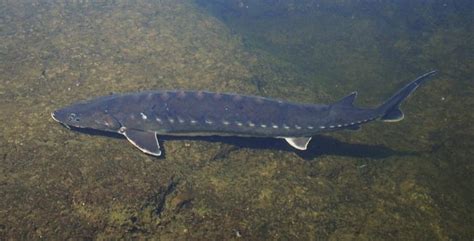 Species Spotlight: Shortnose sturgeon | Mass.gov