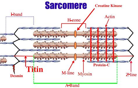 Ppt Muscle Physiology The Actions Of The Sarcomere Powerpoint | Hot Sex Picture