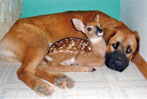 11 Unusual animal friendships that prove true love is blind – SheKnows