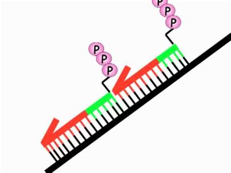 DNA Replication 2B: Okazaki fragments - YouTube