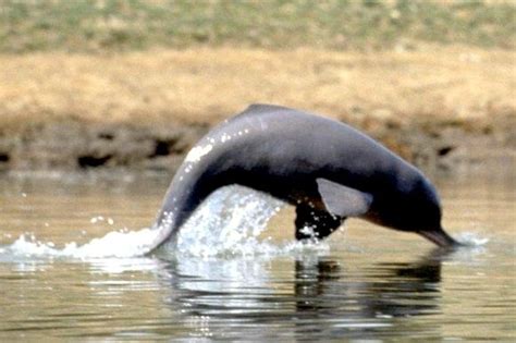 Ganges River Dolphin – "OCEAN TREASURES" Memorial Library