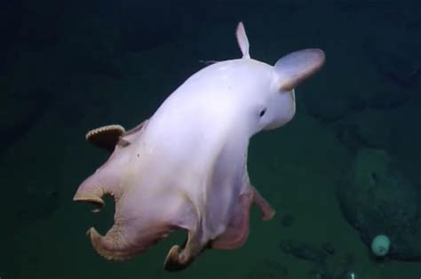 Rare 'Dumbo' Octopus Shows Off For Deep-Sea Submersible