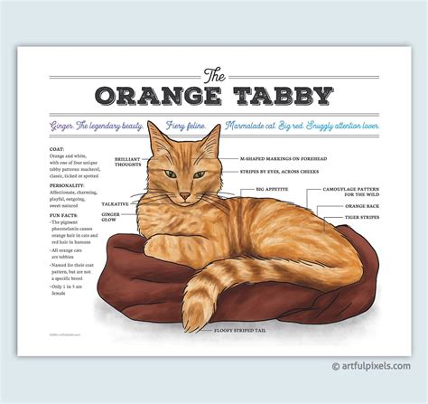 Orange Tabby Cat Art Ginger Cat Chart Infographic Poster Cat - Etsy