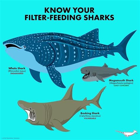 Know Your Filter-Feeding Sharks | Megamouth shark, Shark facts, Basking shark