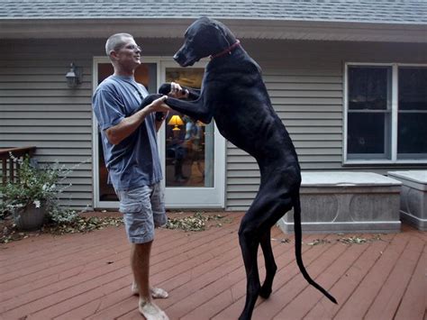 Zeus the Great Dane, the world’s largest dog dies age five