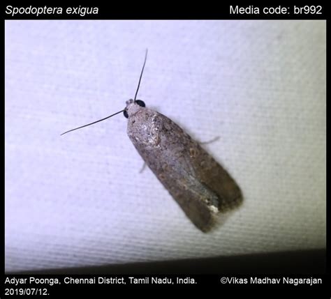 Spodoptera exigua (Hübner, [1808]) - Beet Army-worm Moth | Moths