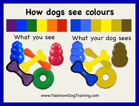 How Dogs See Colours – Yaletown Dog Training