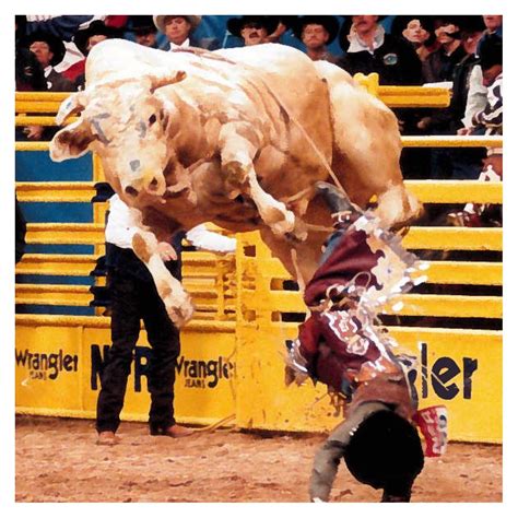 Bodacious | Pro Rodeo Hall of Fame | Pbr bull riding, Pbr bull riders ...