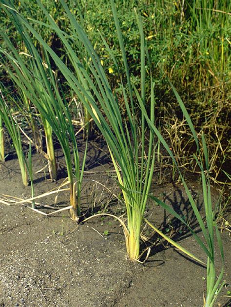 What To Do With Cattail Seeds: Learn About Saving Cattail Seeds